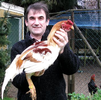 rot-gesattelter Hahn, seit Dez. 2012 anerkannt